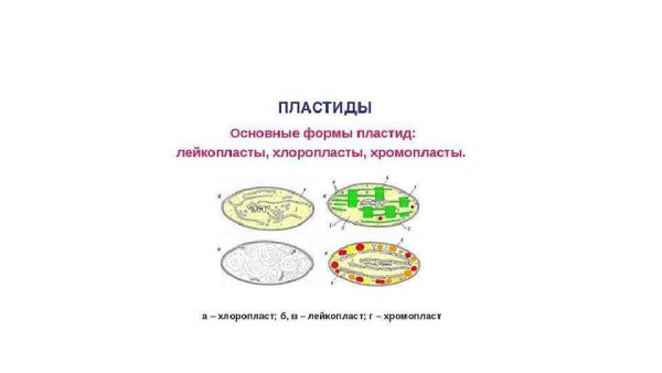 Хлоропласты хромопласты лейкопласты