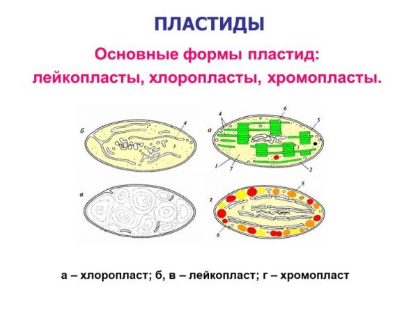Пластиды хлоропласты хромопласты лейкопласты строение
