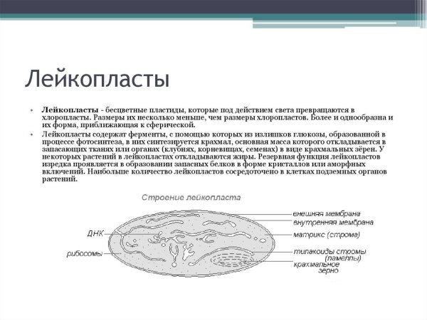 Строение клетки хромопласты и лейкопласты