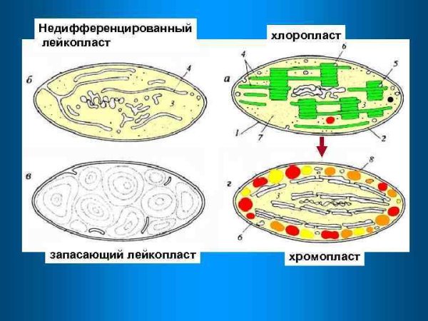Схема строения хромопластов