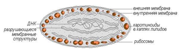 Пластиды хлоропласты строение