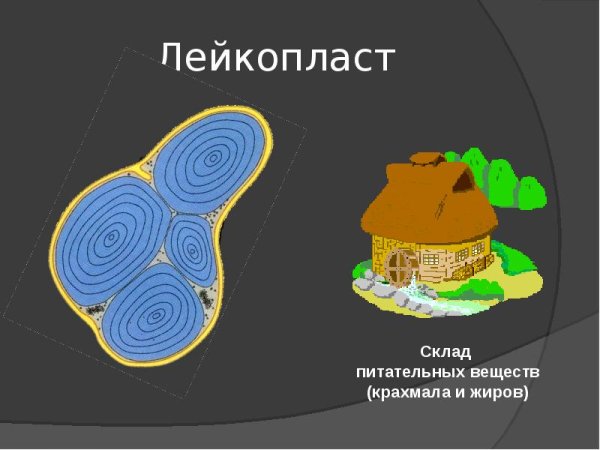 Лейкопласты строение