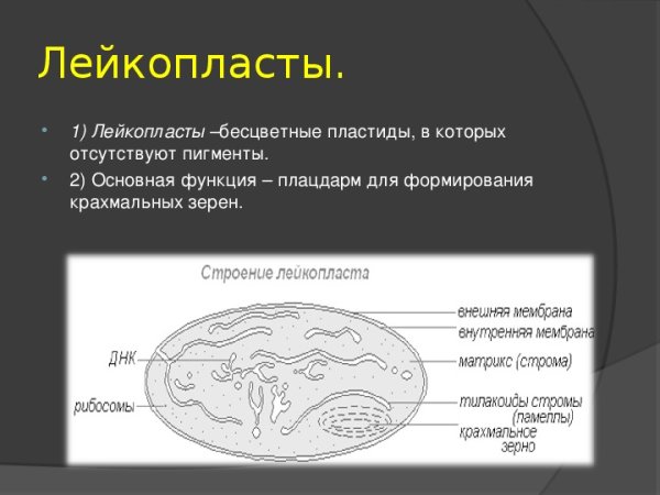 Строение органоида лейкопласты