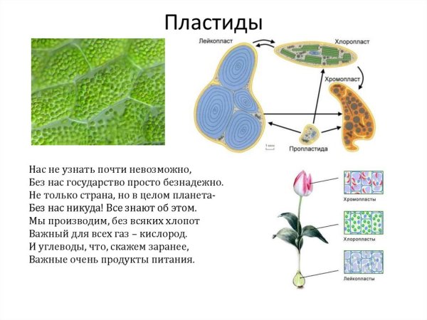 Строение хлоропласта лейкопласта и хромопласта