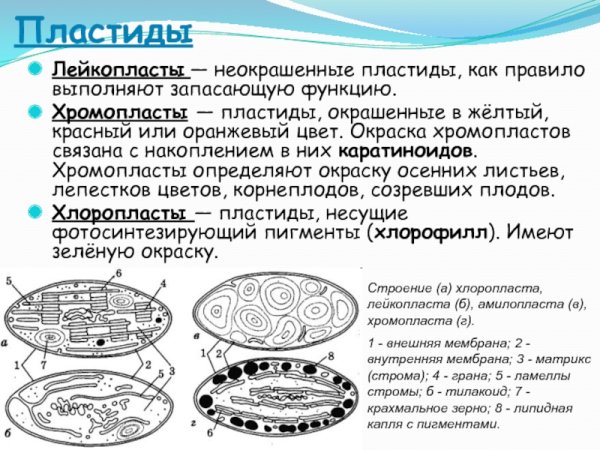 Лейкопласты схематический рисунок