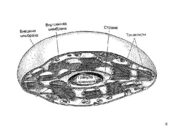 Пластиды грибной клетки