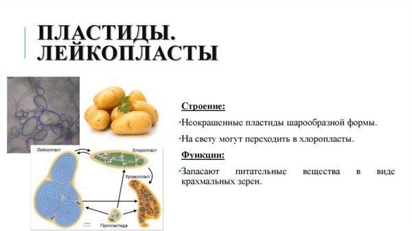 Пластиды (хлоропласты) пластиды (хромопласты) пластиды (лейкопласты)