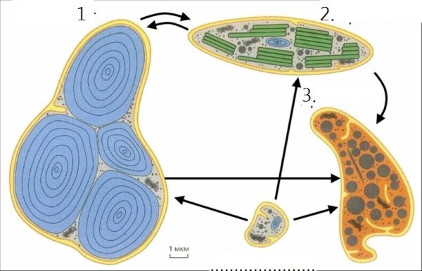 Превращение пластид друг в друга
