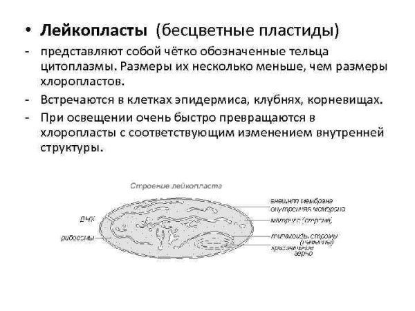 Хлоропласты хромопласты лейкопласты