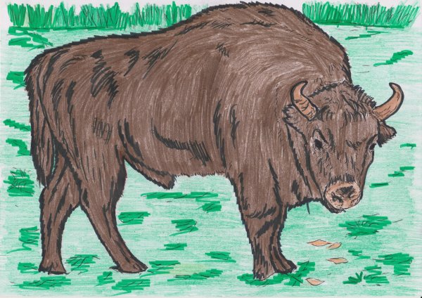 ЗУБР раскраска