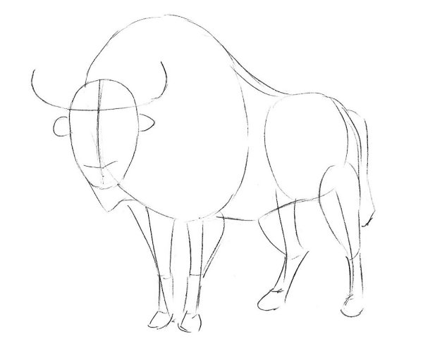 Горный ЗУБР раскраска