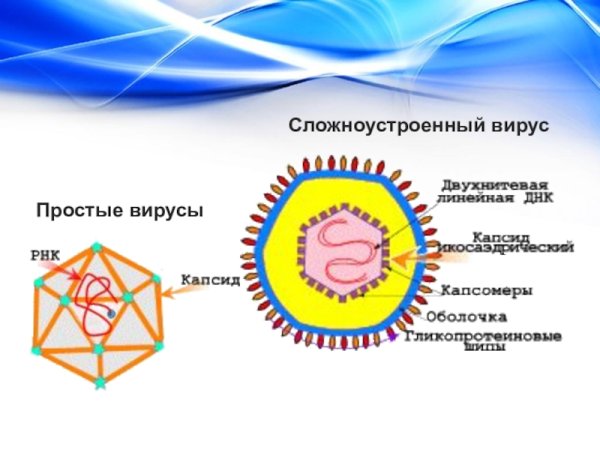 Строение простых вирусов микробиология