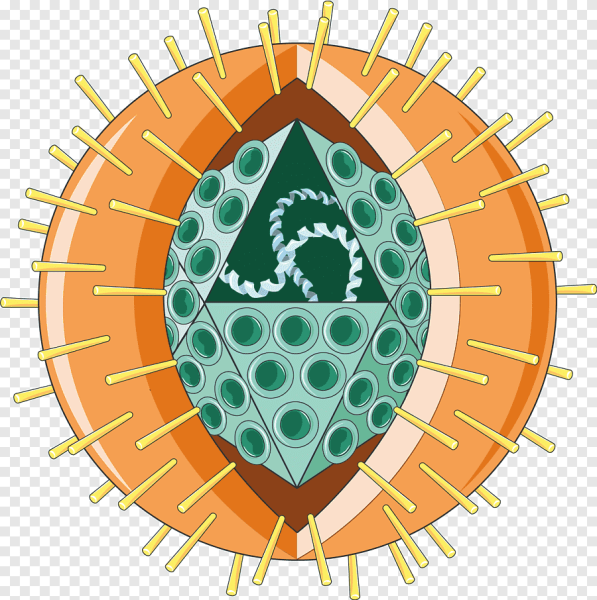 Вирус герпеса герпесвирус