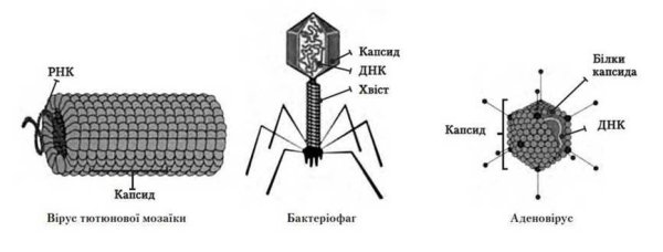 Строение вируса простые и сложные вирусы