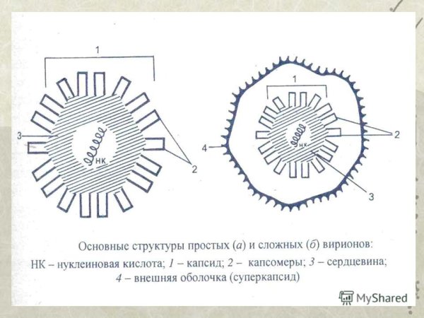 Строение вириона вируса табачной мозаики
