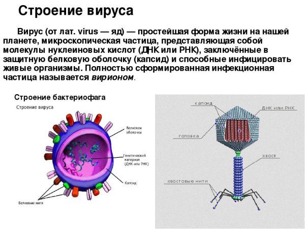 Бактерии раскраска для детей
