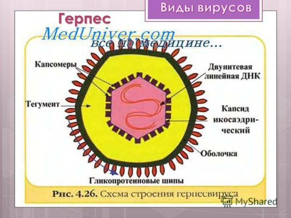 Схема строения вируса герпеса