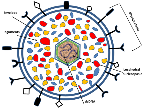 Строение вируса ЕГЭ биология