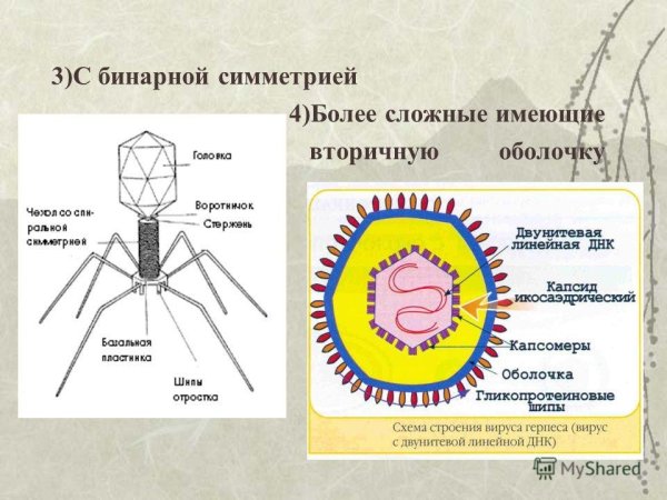 Строение вирусной частицы коронавируса
