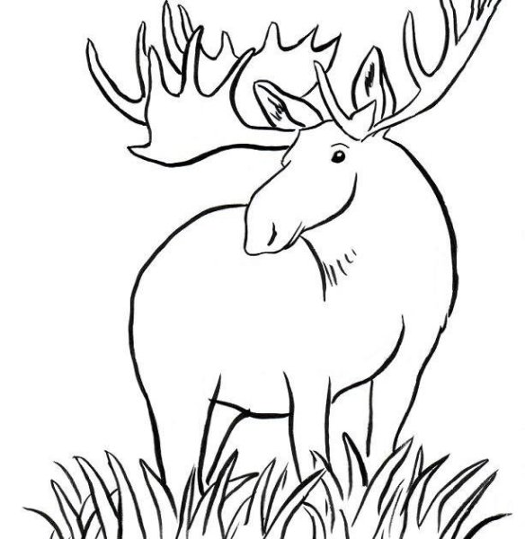 Лось рисунок для детей карандашом