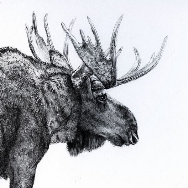Лось рисунок
