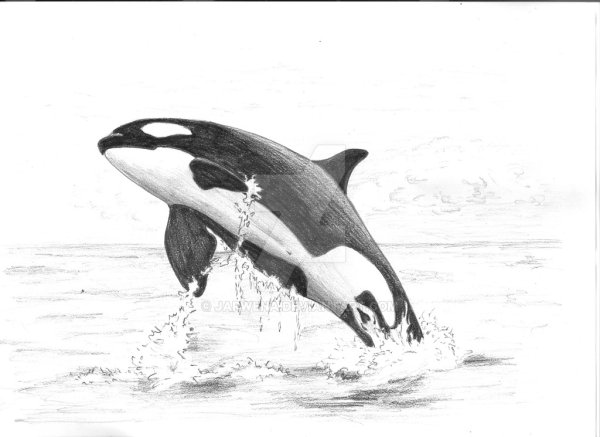 Касатка рисунок карандашом