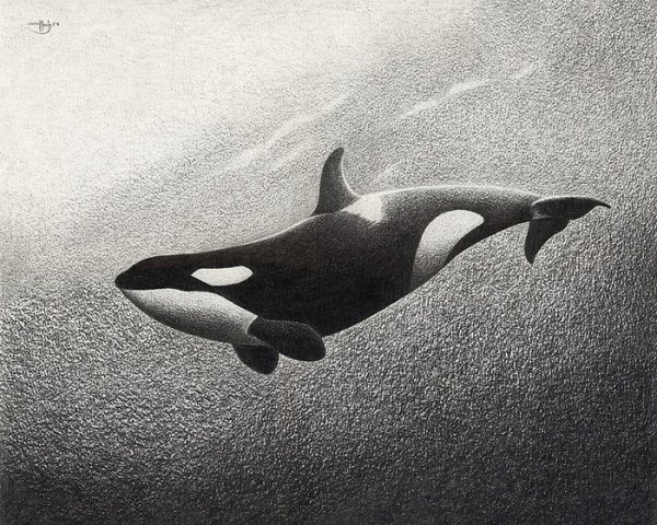 Касатка контур