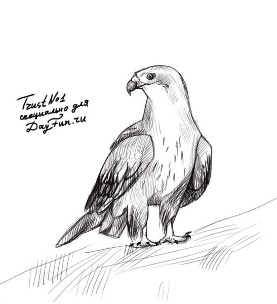 Коршун рисунок