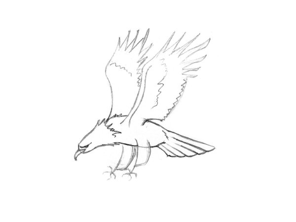 Поэтапное рисование орла карандашом