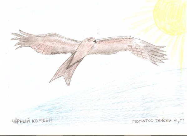 Сокол карандашом