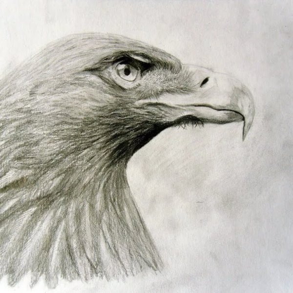 Контурное изображение орла