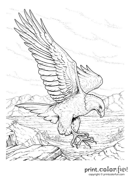 Сокол карандашом