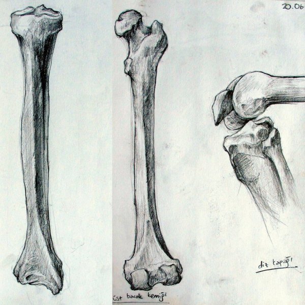 Скетчи костей