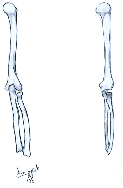 Кости человека рисунок
