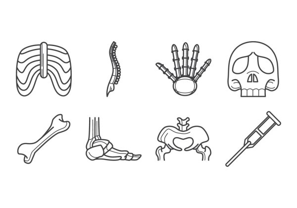 Кости человека вектор