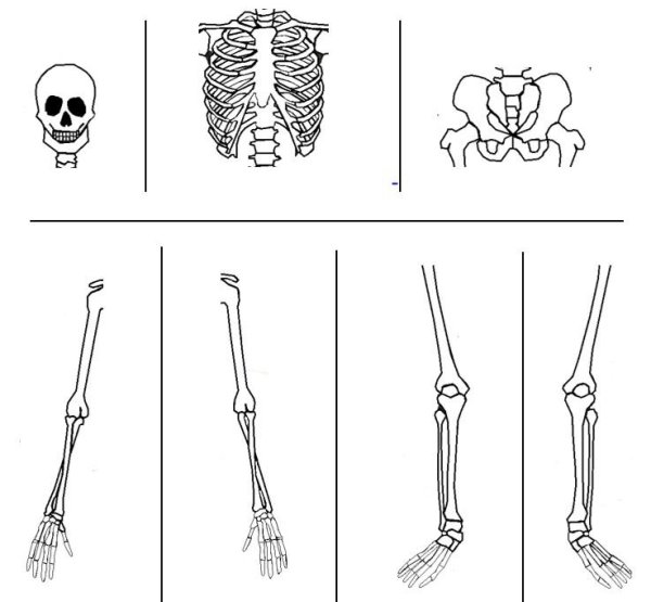 Скелет для распечатки