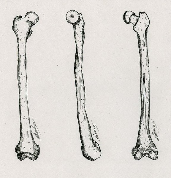 Кость эскиз