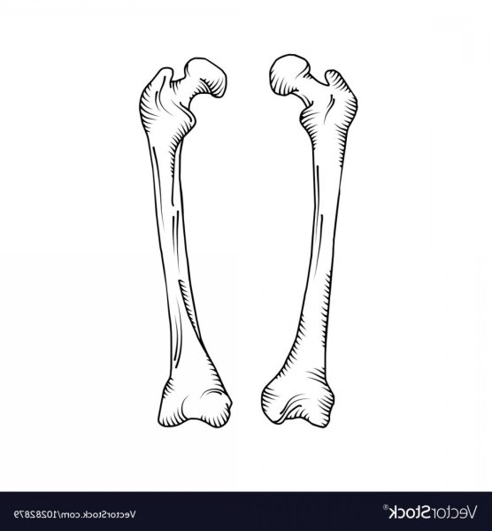 Бедренная кость рисунок