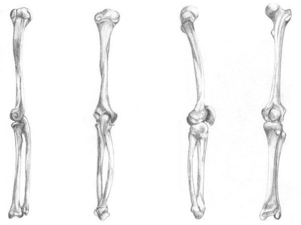 Изображение костей