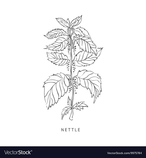 Крапива раскраска