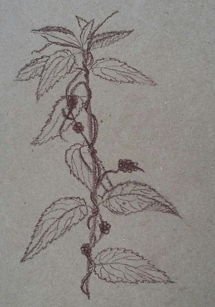 Крапива двудомная рисунок карандашом