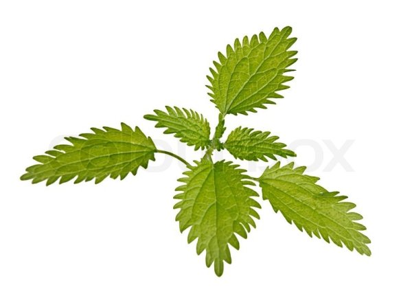 Вектор крапива на прозрачном фоне