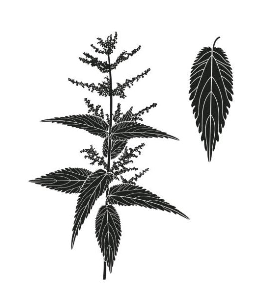 Крапива тень