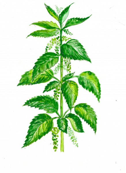 Крапива двудомная на белом фоне