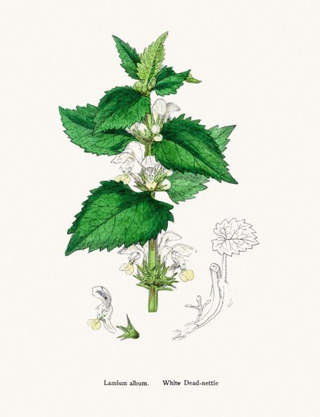 Крапива двудомная раскраска