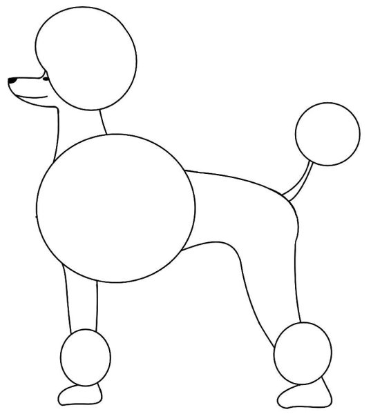 Раскраска щенок пудель