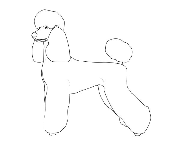 Пудель рисунок