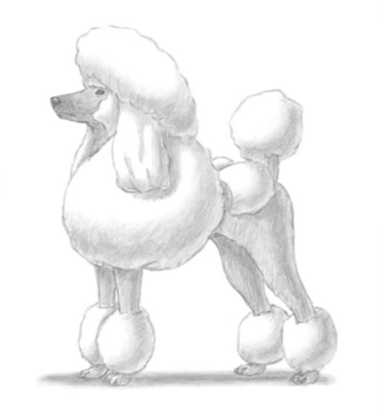 Пудель рисунок карандашом