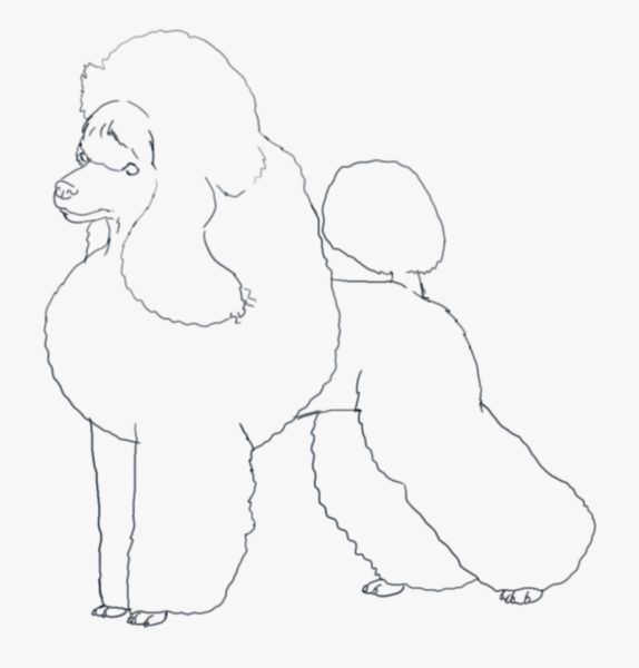 Белый пудель Куприн раскраска