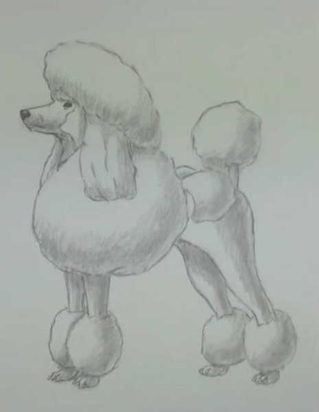 Пудель для срисовки